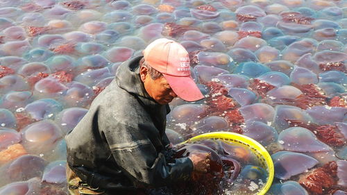 丹东大量海蜇抢滩登陆 场面壮观