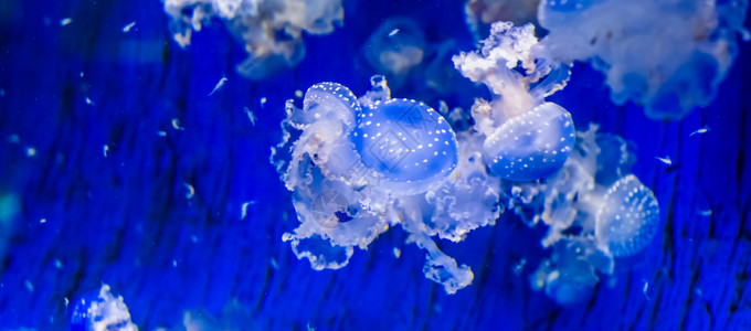 海蜇