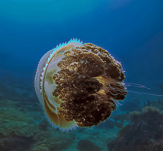 海蜇