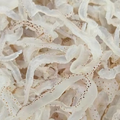 海蜇介绍