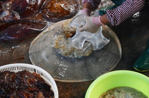 实拍城阳红岛海蜇丰收季 打捞、分割、盐腌,就差你买回家品尝!