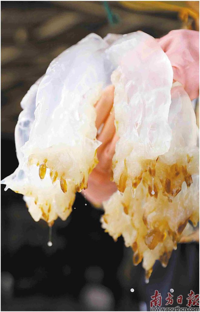 探寻吴川海之味 来蜇里的海蜇头与海蜇皮
