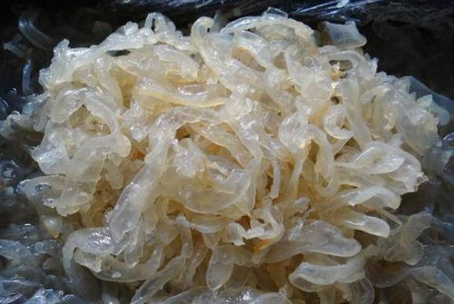 被海蜇刺痛的人生一课 一个大学生与农村大妈的深刻相遇