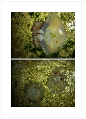 海边游泳必备海蜇常识 要命的危险与神奇的疗愈