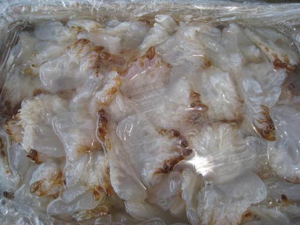 海蜇贸易准入国及品鉴指南 已获输华资格的国家与产品详解